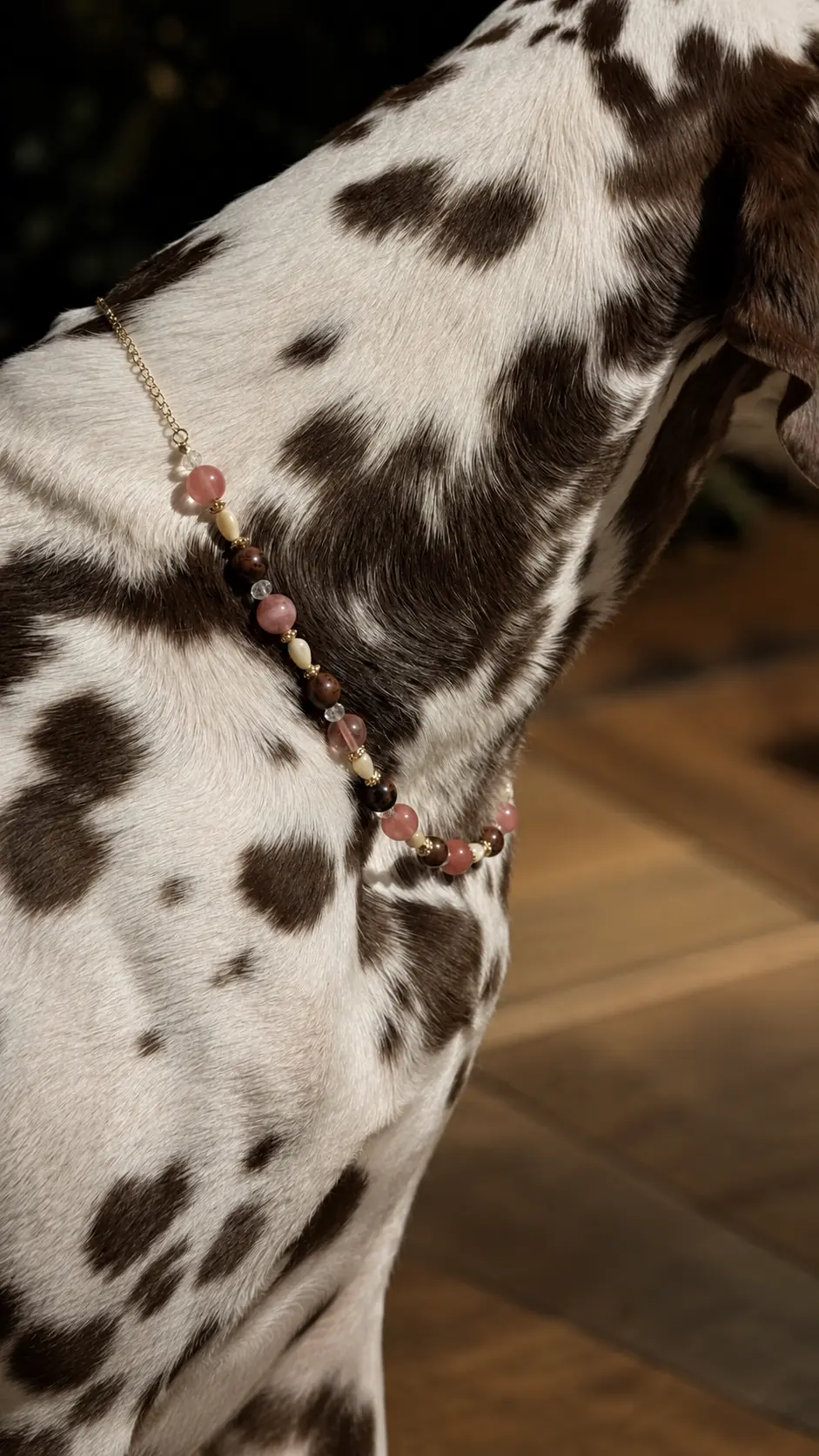Detalhe do colar de pedras naturais no pescoço de um cachorro dálmata